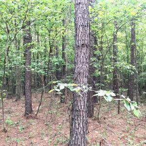 Photo #4 of 60 W. James Anderson Hwy, Buckingham, VA 35.3 acres