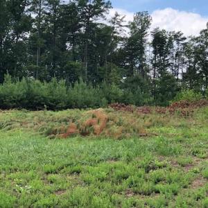 Photo #4 of ESMONT RD, ESMONT, VA 151.4 acres