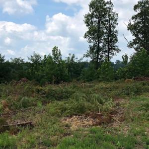 Photo #5 of ESMONT RD, ESMONT, VA 151.4 acres