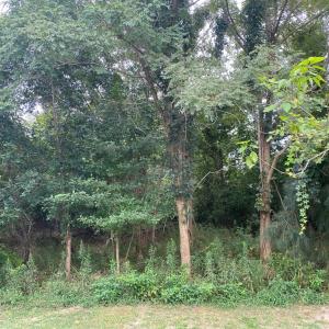 Photo #2 of Lot 8 MINK FARM RD, ONANCOCK, VA 6.3 acres