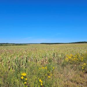 Photo #11 of Glenmore Road, Scottsville, VA 1,202.0 acres