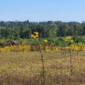 Photo #12 of Glenmore Road, Scottsville, VA 1,202.0 acres
