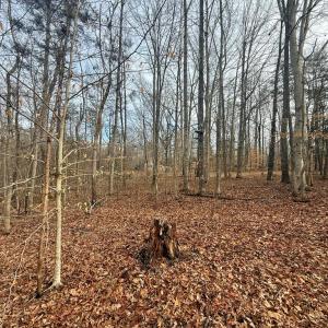 Photo #14 of 62 Willis Bluff LN, Cumberland, VA 8.0 acres