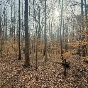 Photo #6 of 62 Willis Bluff LN, Cumberland, VA 8.0 acres