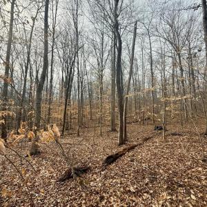 Photo #9 of 62 Willis Bluff LN, Cumberland, VA 8.0 acres