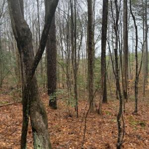 Photo #14 of 26398 Cherry Hill Rd, McKenney, VA 21.7 acres