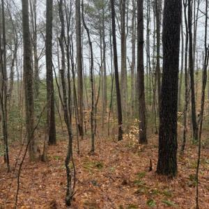 Photo #15 of 26398 Cherry Hill Rd, McKenney, VA 21.7 acres