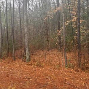 Photo #4 of 26399 Cherry Hill Rd, McKenney, VA 20.7 acres