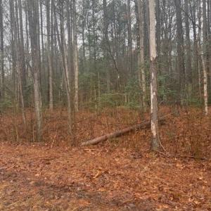 Photo #4 of 26400 Cherry Hill Rd, McKenney, VA 20.9 acres