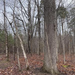 Photo #13 of Snow Hill Road, Alton, VA 31.7 acres