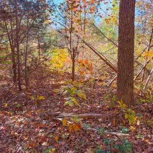 Photo #3 of Lovely Zion Road, Rawlings, VA 4.9 acres