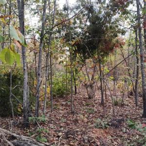 Photo #8 of Happy Trails Lane, Appomattox, VA 10.5 acres