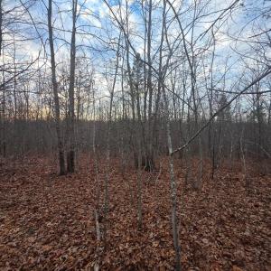 Photo #14 of Happy Trails Lane, Appomattox, VA 10.5 acres