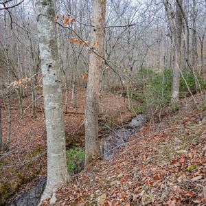 Photo #4 of Troublesome Creek Rd, Buckingham, VA 42.3 acres