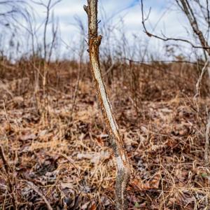 Photo #7 of Troublesome Creek Rd, Buckingham, VA 42.3 acres