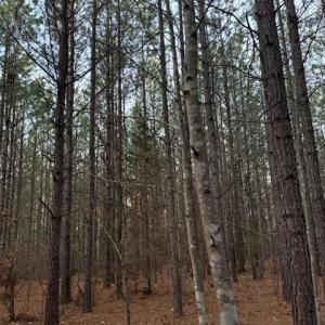 Photo #10 of Piney Mountain Road, Appomattox, VA 23.2 acres