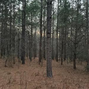 Photo #12 of Piney Mountain Road, Appomattox, VA 23.2 acres