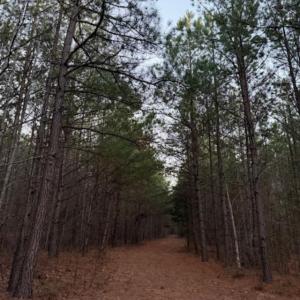 Photo #6 of Piney Mountain Road, Appomattox, VA 23.2 acres