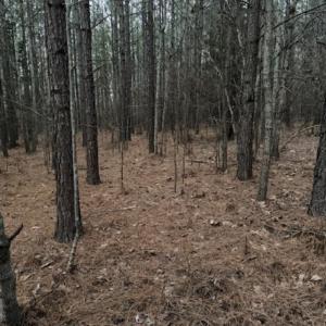 Photo #9 of Piney Mountain Road, Appomattox, VA 23.2 acres