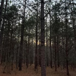 Photo #11 of Piney Mountain Road, Appomattox, VA 23.2 acres