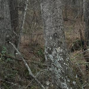 Photo #16 of Piney Mountain Road, Appomattox, VA 23.2 acres