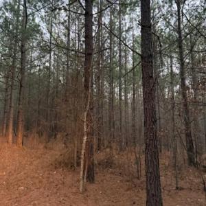Photo #8 of Piney Mountain Road, Appomattox, VA 23.2 acres