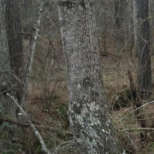 Photo #15 of Piney Mountain Road, Appomattox, VA 23.2 acres