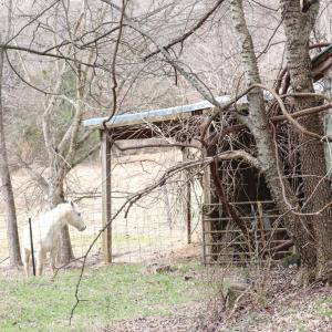 Photo #8 of 626 Holiday Lake Road, Appomattox, VA 12.2 acres
