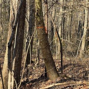 Photo #3 of 8.2AC Planterville Road, Drakes Branch, VA 8.2 acres