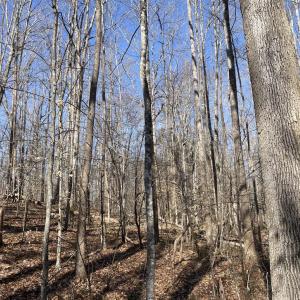 Photo #9 of 8.2AC Planterville Road, Drakes Branch, VA 8.2 acres