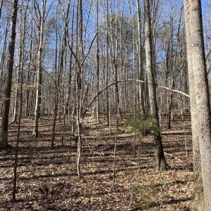 Photo #5 of 8.2AC Planterville Road, Drakes Branch, VA 8.2 acres