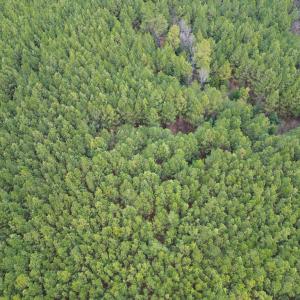 Photo #5 of Harristown Road, Warrenton, NC 33.0 acres