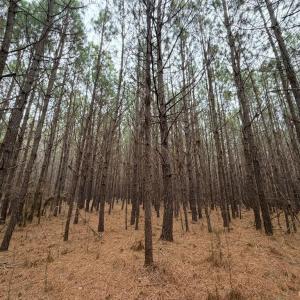 Photo #6 of Harristown Road, Warrenton, NC 33.0 acres