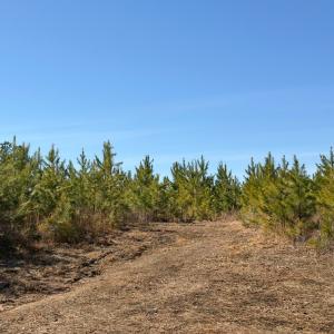 Photo #6 of St. Johns Church Road, Kenbridge, VA 46.6 acres