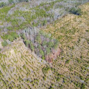 Photo #2 of Christanna Highway, Valentines, VA 46.0 acres