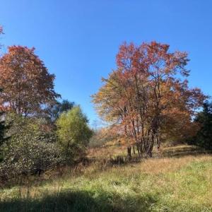 Photo #5 of 697 Austin Rd., Gladstone, VA 23.4 acres