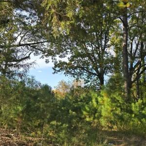 Photo #2 of Patrick Henry Hwy, Amelia, VA 13.2 acres