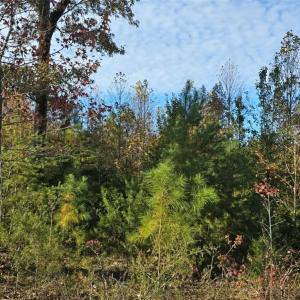 Photo #5 of Patrick Henry Hwy, Amelia, VA 13.2 acres