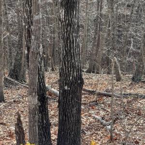 Photo #10 of Lime Plant Road, Appomattox, VA 16.7 acres