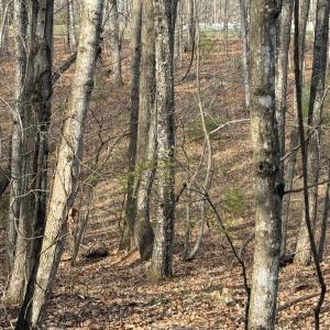 Photo #13 of Lime Plant Road, Appomattox, VA 16.7 acres