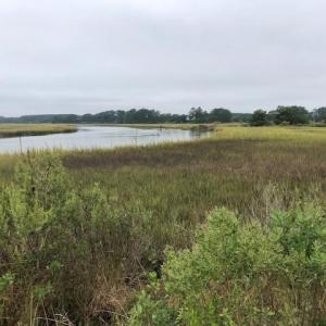 Photo #3 of FOX GROVE RD, PARKSLEY, VA 21.4 acres