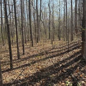 Photo #10 of Sanders Creek Rd, Dillwyn, VA 26.8 acres