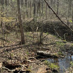Photo #11 of Sanders Creek Rd, Dillwyn, VA 26.8 acres