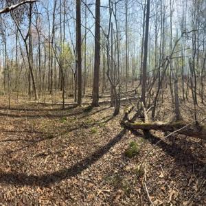 Photo #15 of Sanders Creek Rd, Dillwyn, VA 26.8 acres