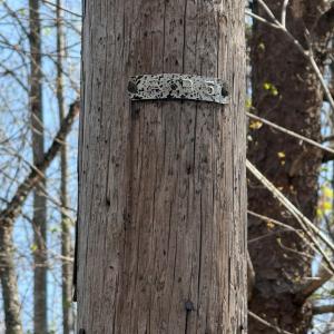 Photo #6 of Sanders Creek Rd, Dillwyn, VA 26.8 acres