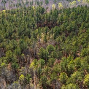 Photo #9 of Lakeside Rd, Prince Edward, VA 9.3 acres