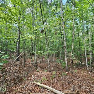 Photo #11 of 60 West James Anderson Hwy, Gladstone, VA 100.0 acres