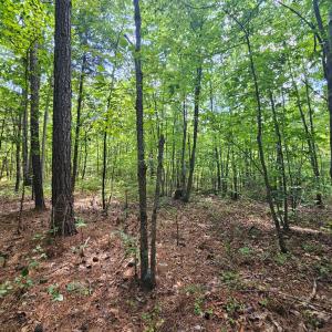 easy walking woods
