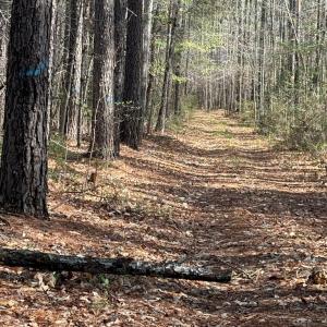 Photo #10 of Parsons Road, Ashland, VA 31.1 acres