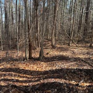 Photo #11 of Parsons Road, Ashland, VA 31.1 acres